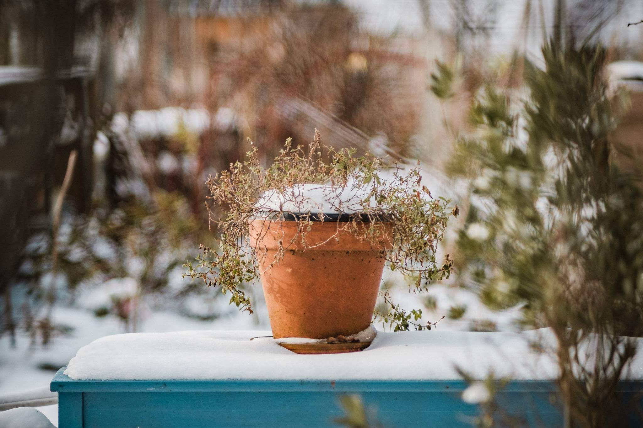 Mitchel Lensink de lens photography project winter allotment