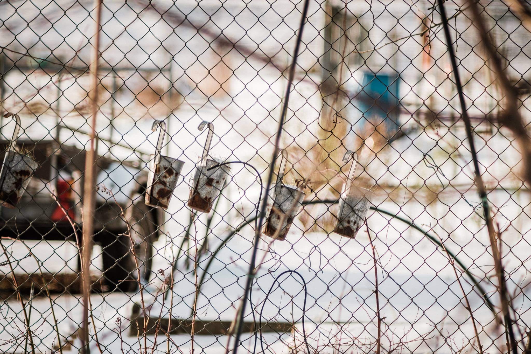 Mitchel Lensink de lens photography project winter allotment