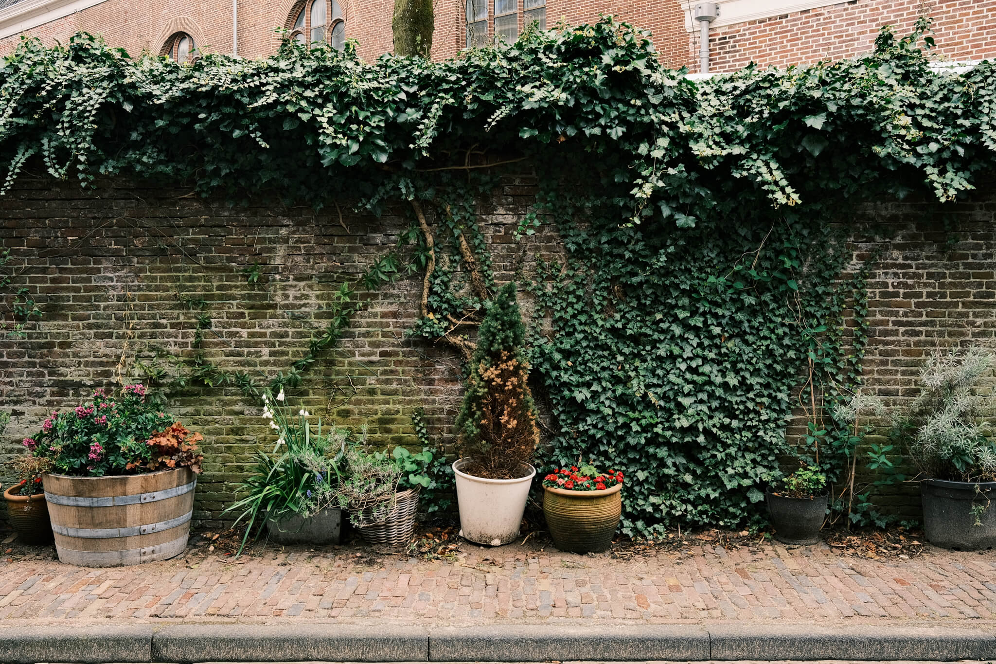 Photo of plants in the streets of Amersfoort