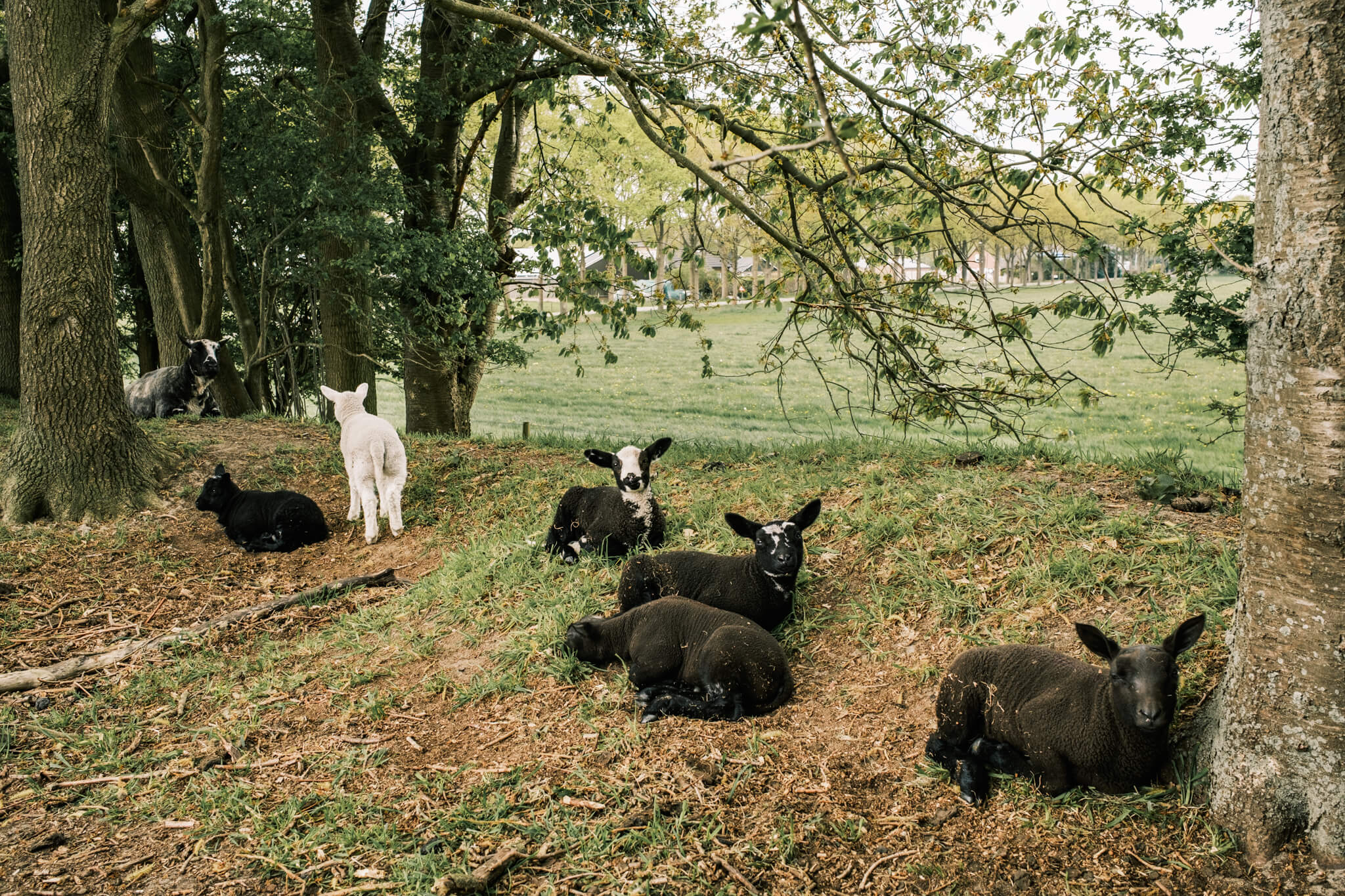 Lambs looking at me taking a photo of them