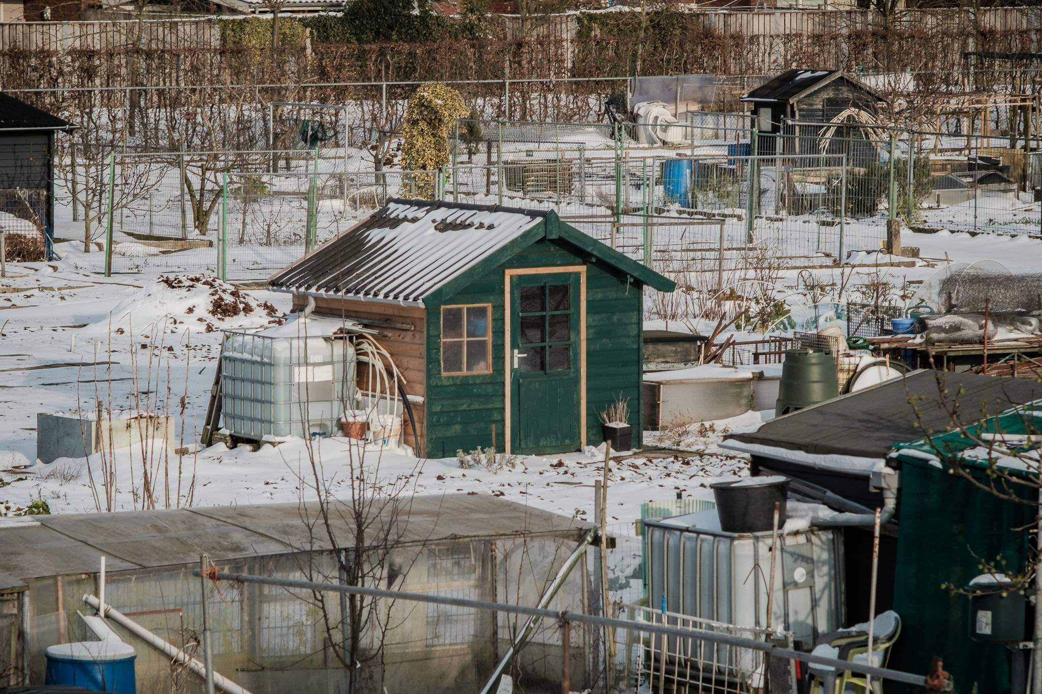 winter allotment small photography project