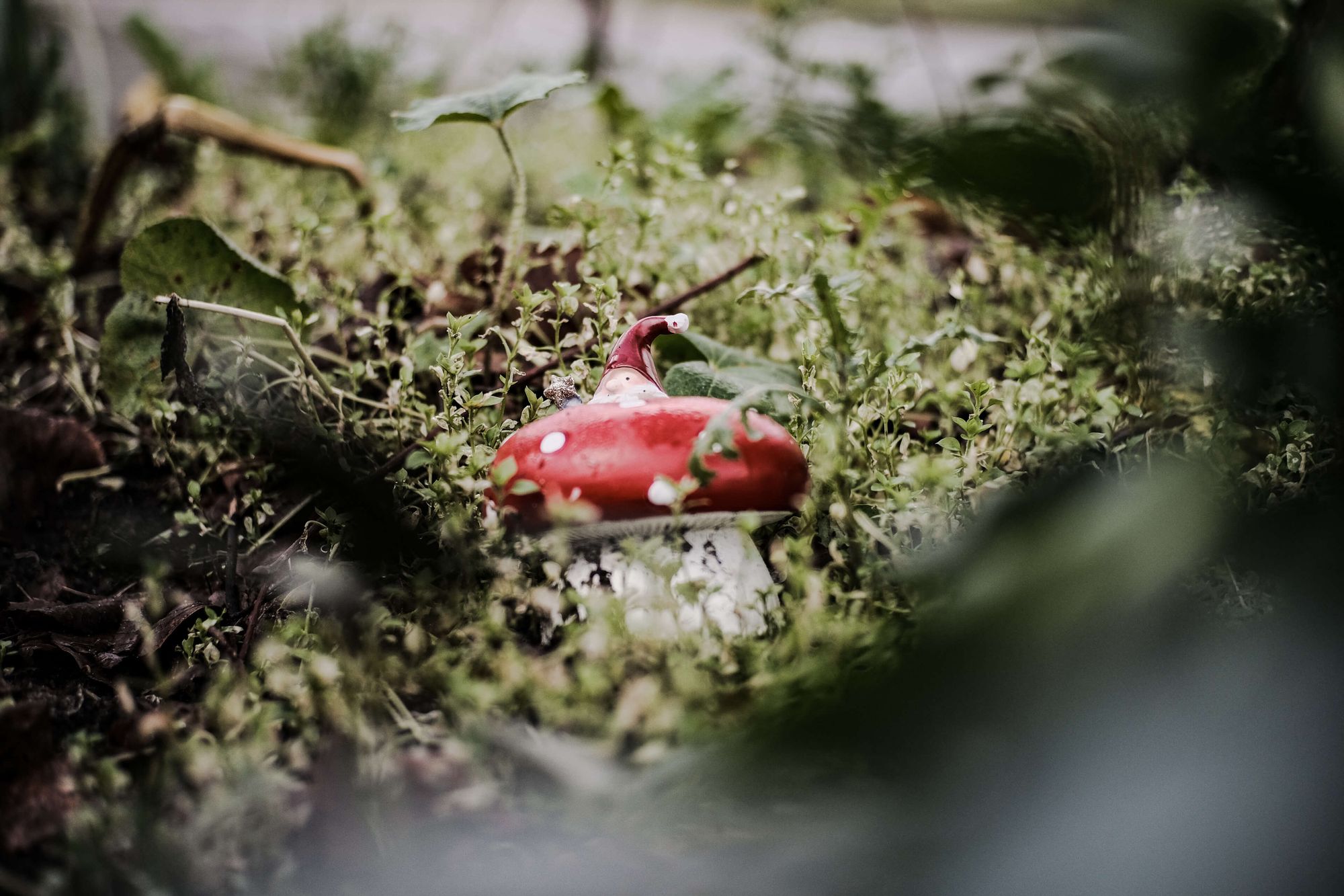 a close up of a tiny mushroom and gnome that somebody stuck between the foliage on the side of the road
