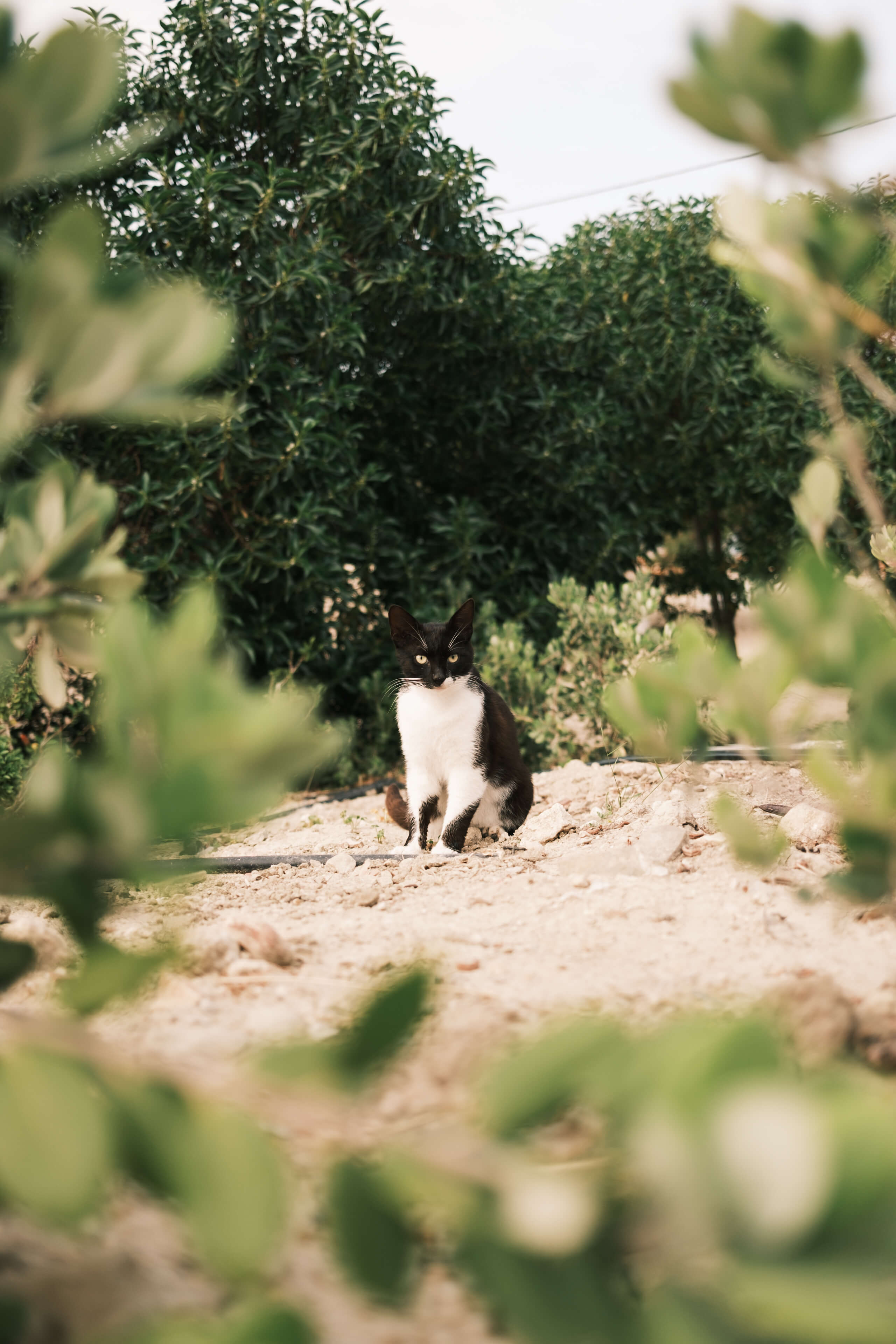 Photo essay: Karpathos in between