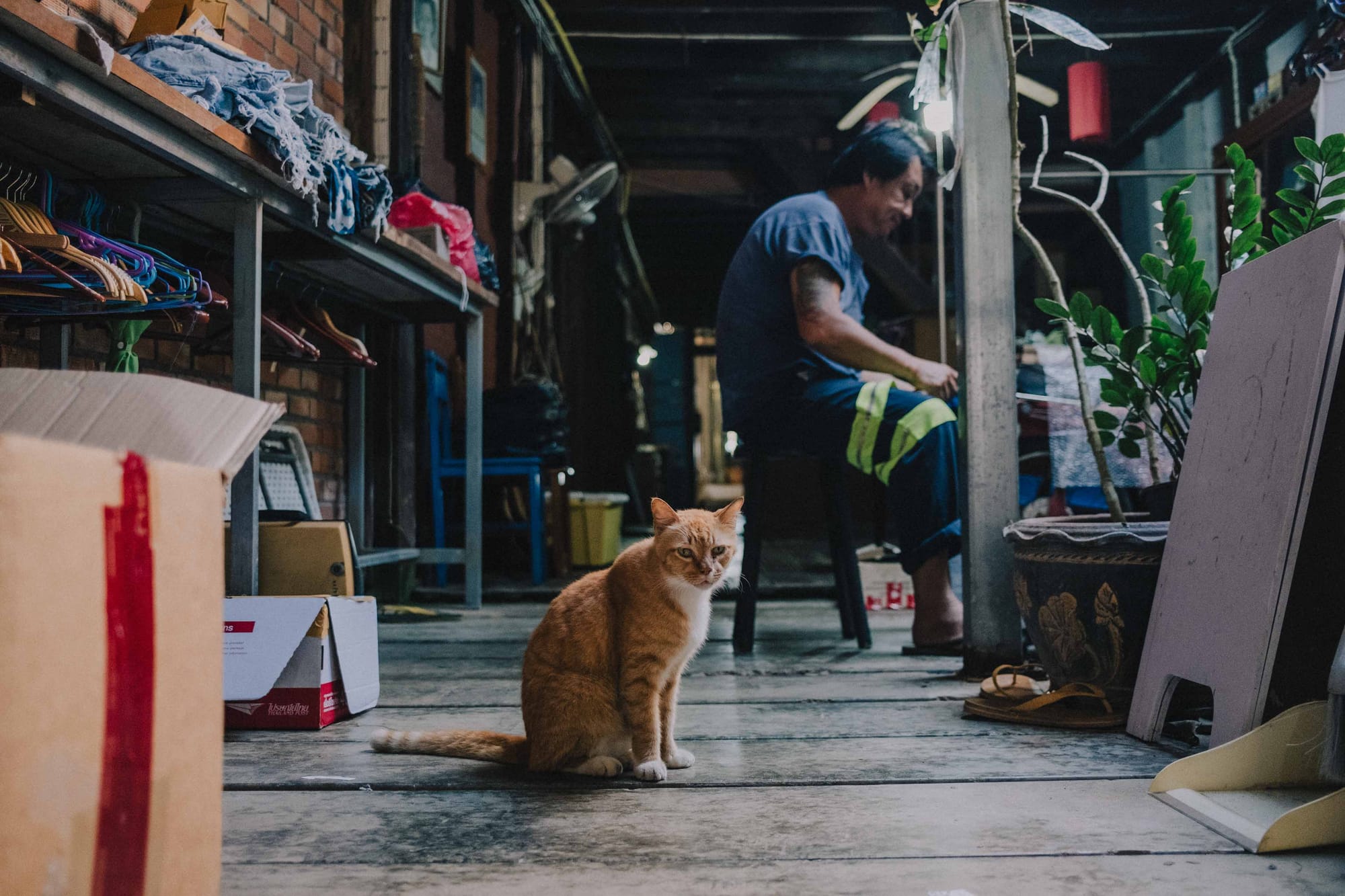 A red cat sits in the foreground, looking directly at the camera, with a man sitting behind him working on his craft